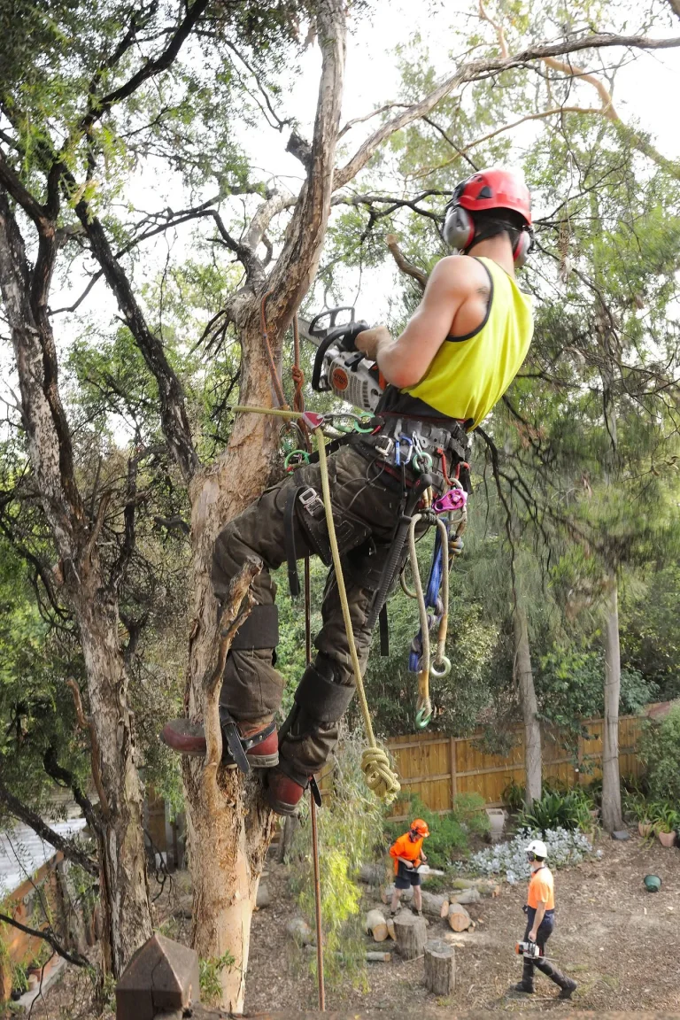 Tree Pruning Services