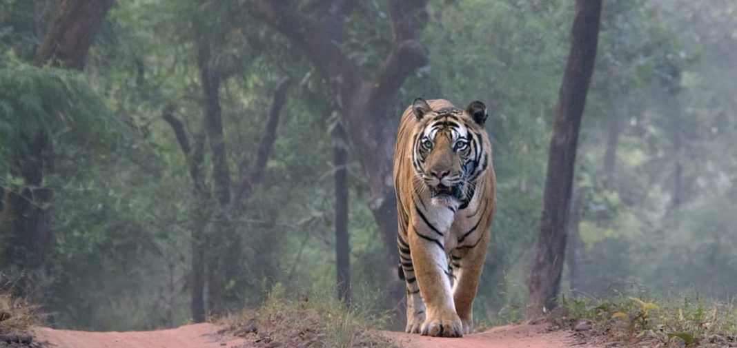 Tiger Safari Bandhavgarh