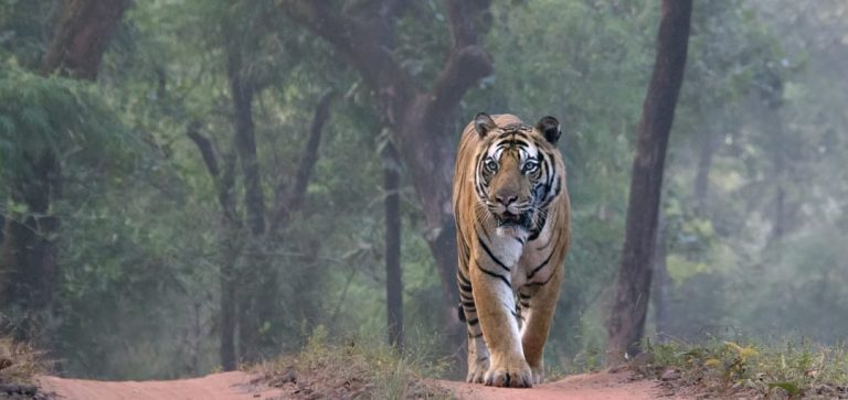 Tiger Safari Bandhavgarh