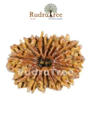14 Mukhi Rudraksha in Sahakara Nagar