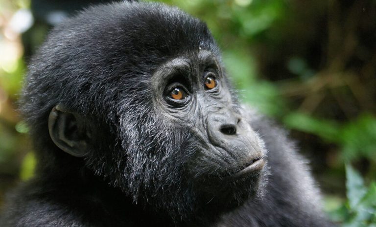 Safaris in Rwanda