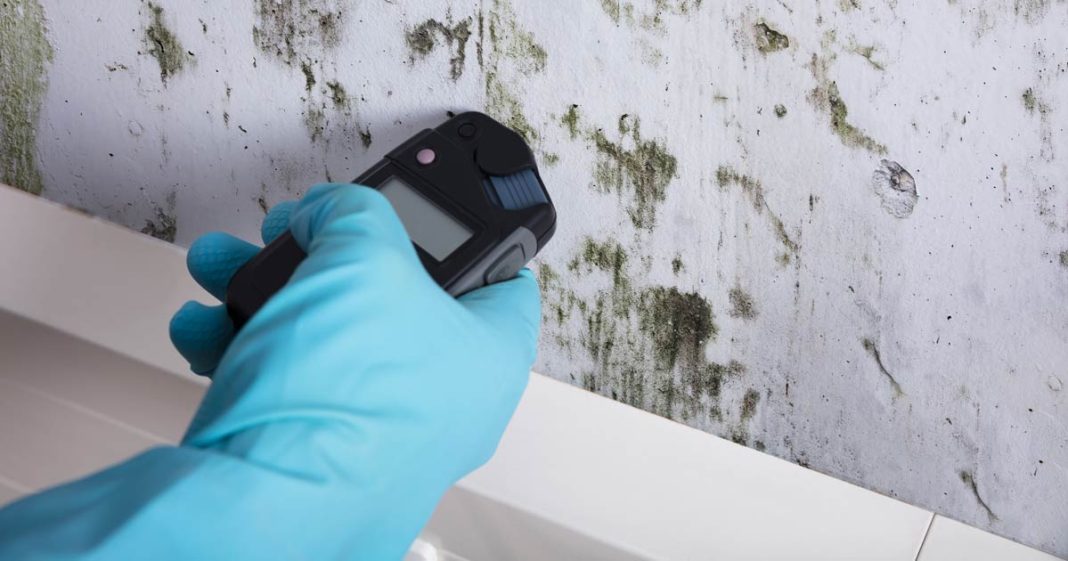 Professional mold testing